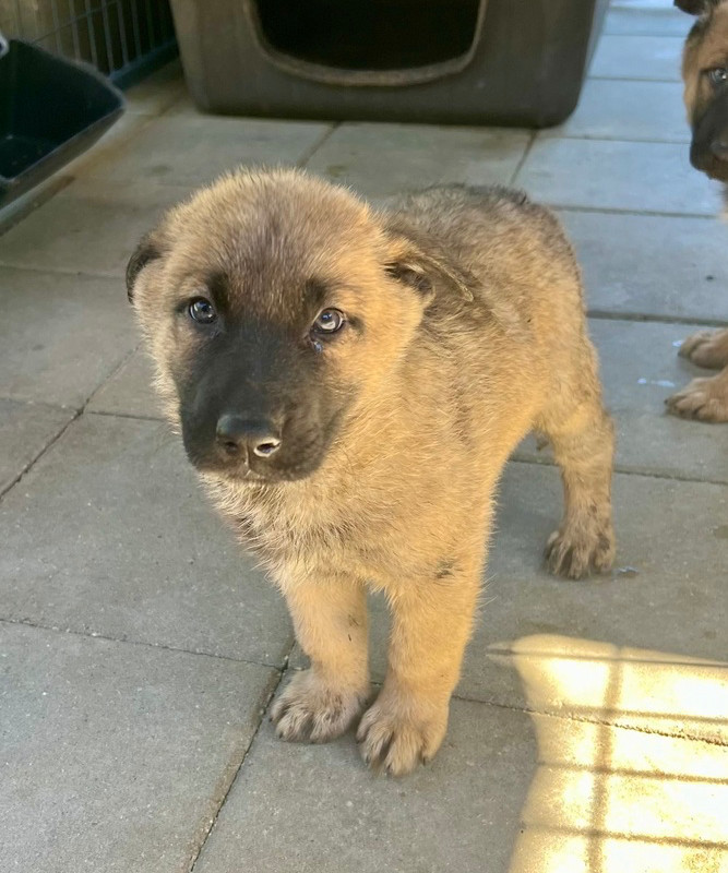 Arthur (Xena's Pups)