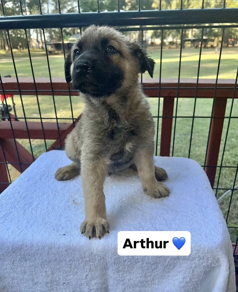 Arthur (Xena's Pups)