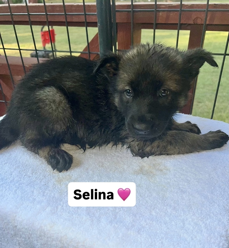 Selina (Xena's Pups)