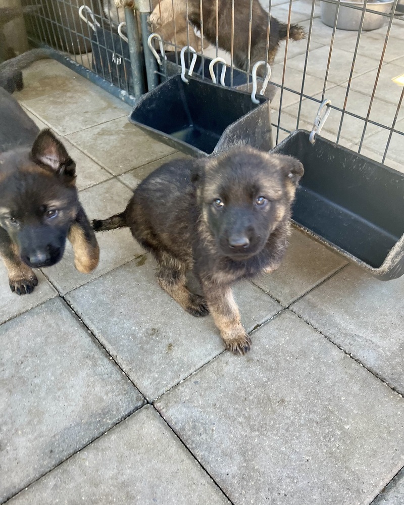 Selina (Xena's Pups)