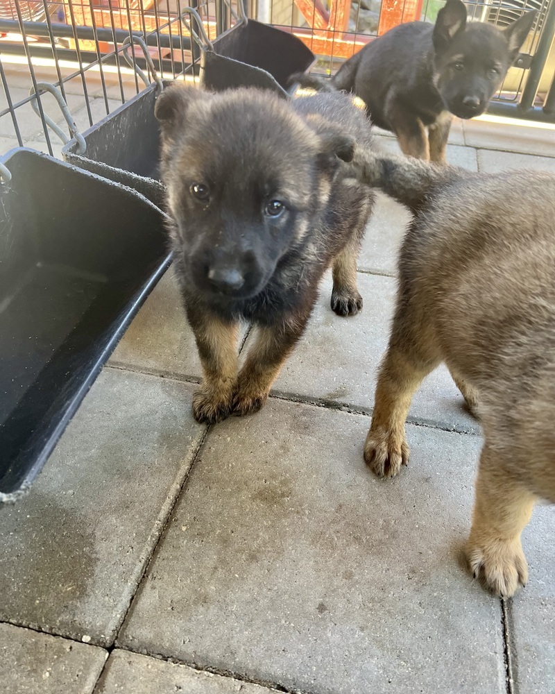 Selina (Xena's Pups)