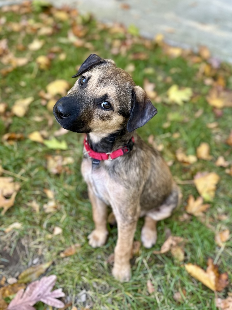 Lays (Variety Snack Pack)