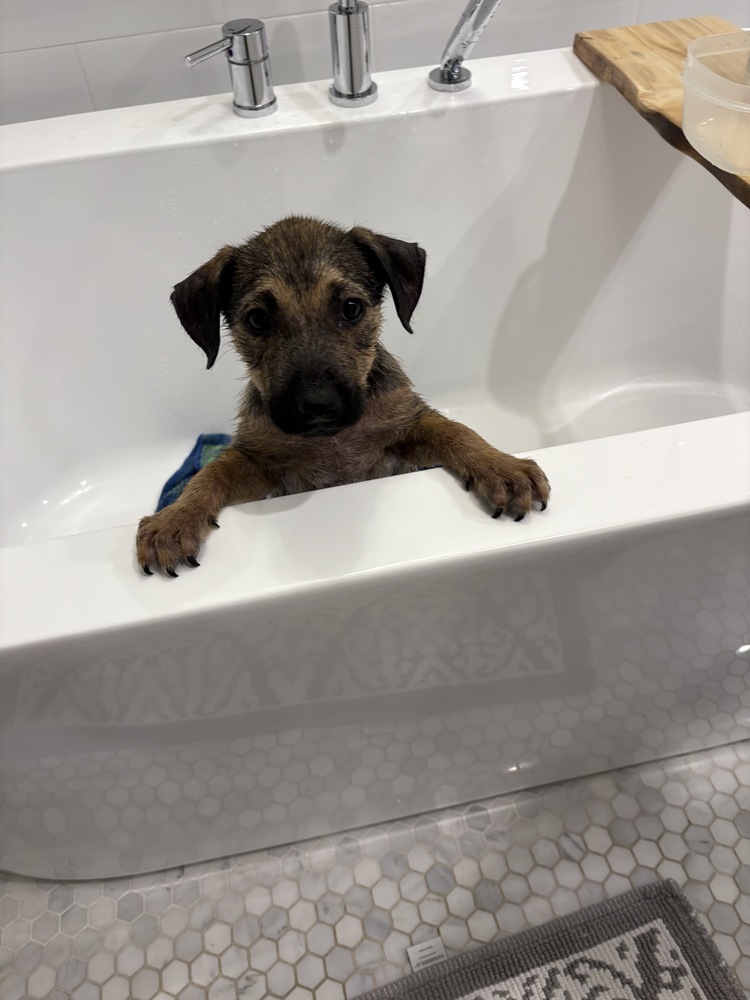 Lays (Variety Snack Pack)