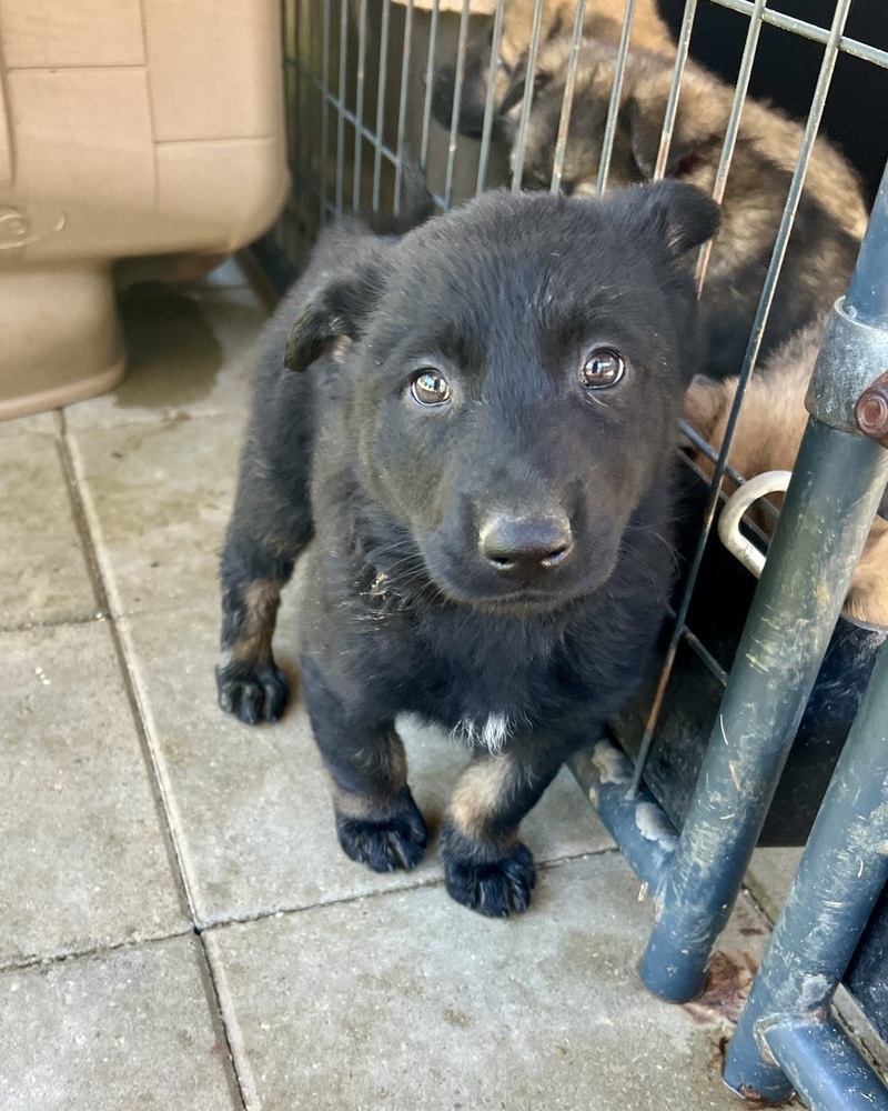 Barbara (Xena's Pups)