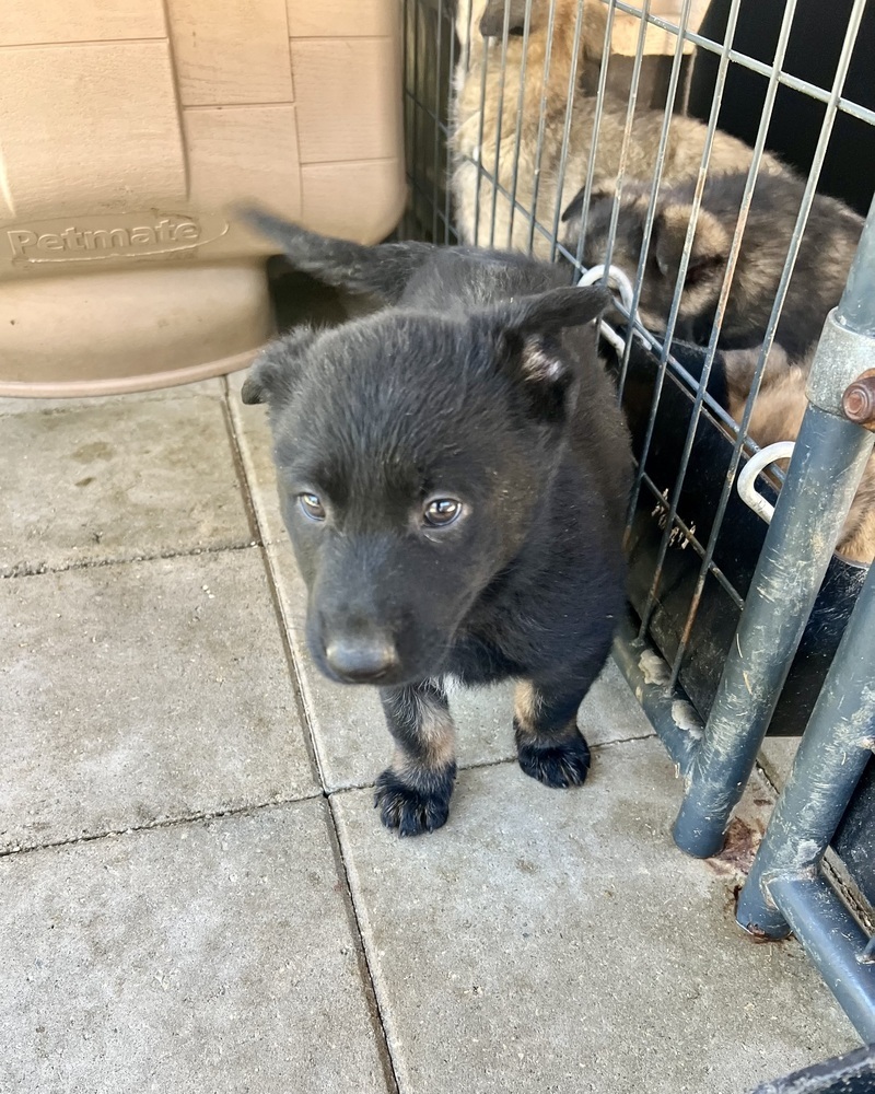 Barbara (Xena's Pups)