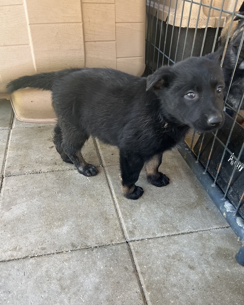 Barbara (Xena's Pups)