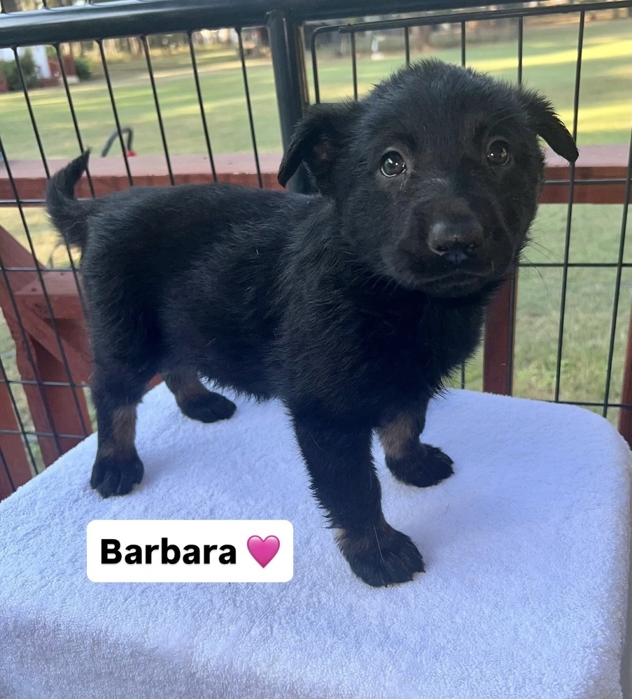 Barbara (Xena's Pups)