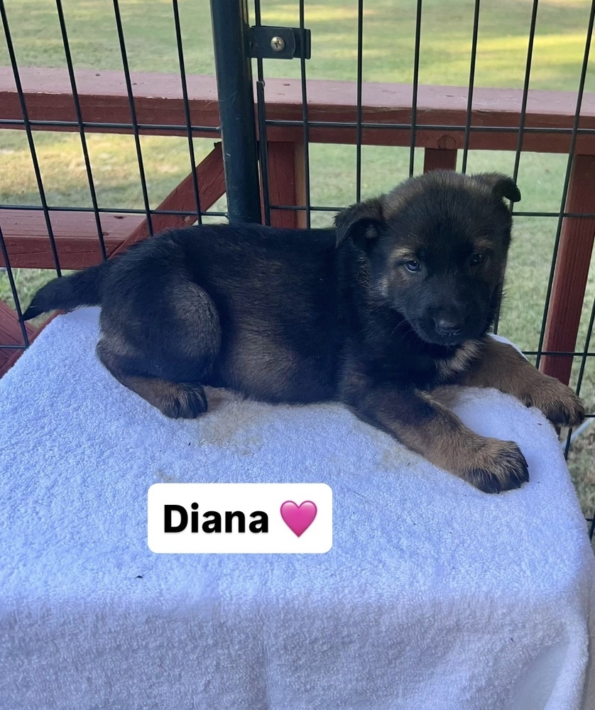 Diana (Xena's Pups)