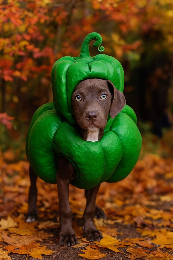 Pepper Crew  Bell photo 1