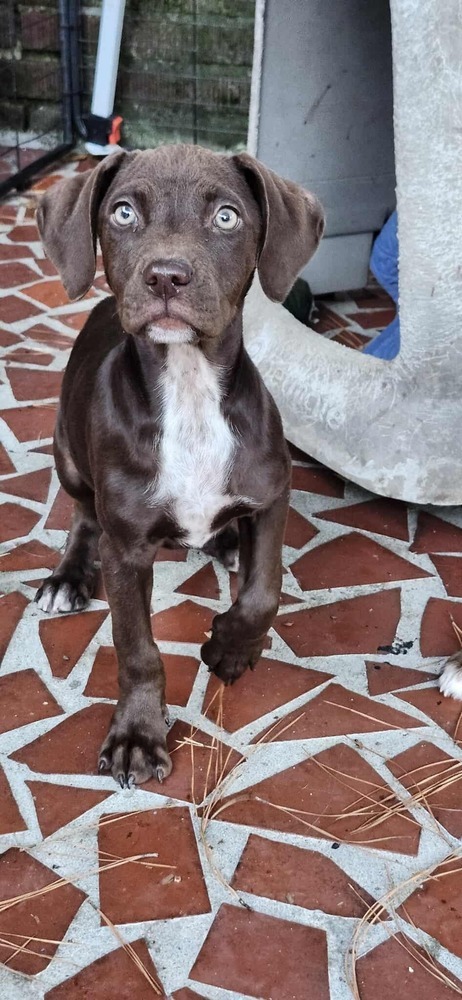 Pepper Crew  Bell thumbnail 2