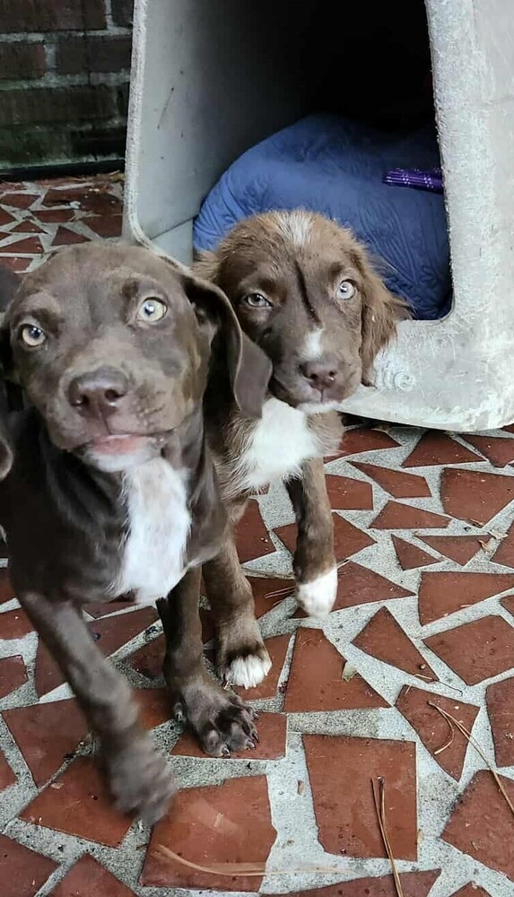 Pepper Crew  Bell thumbnail 3