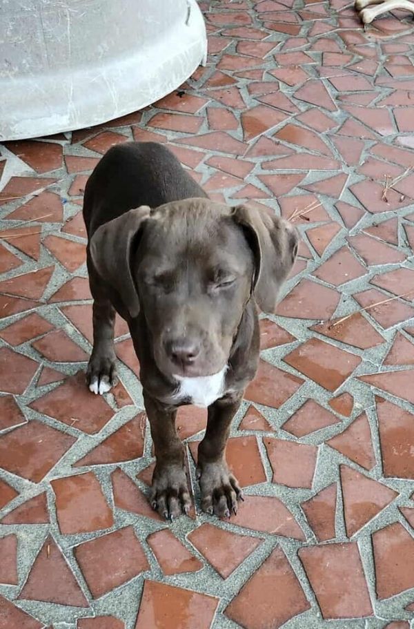 Pepper Crew  Bell thumbnail 4