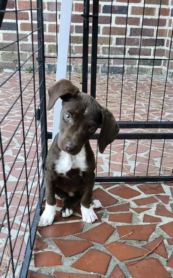 Pepper Crew  Habanero thumbnail 2