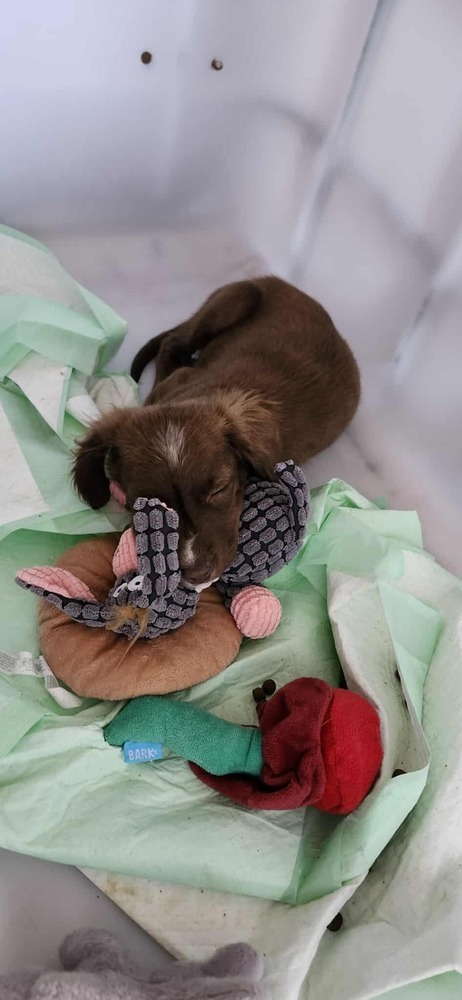 Pepper Crew  Serrano thumbnail 2