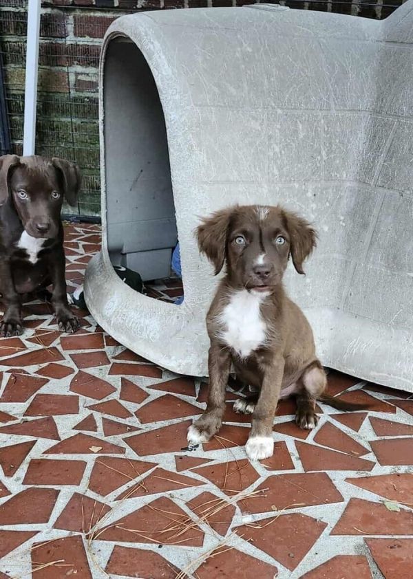 Pepper Crew  Serrano thumbnail 3