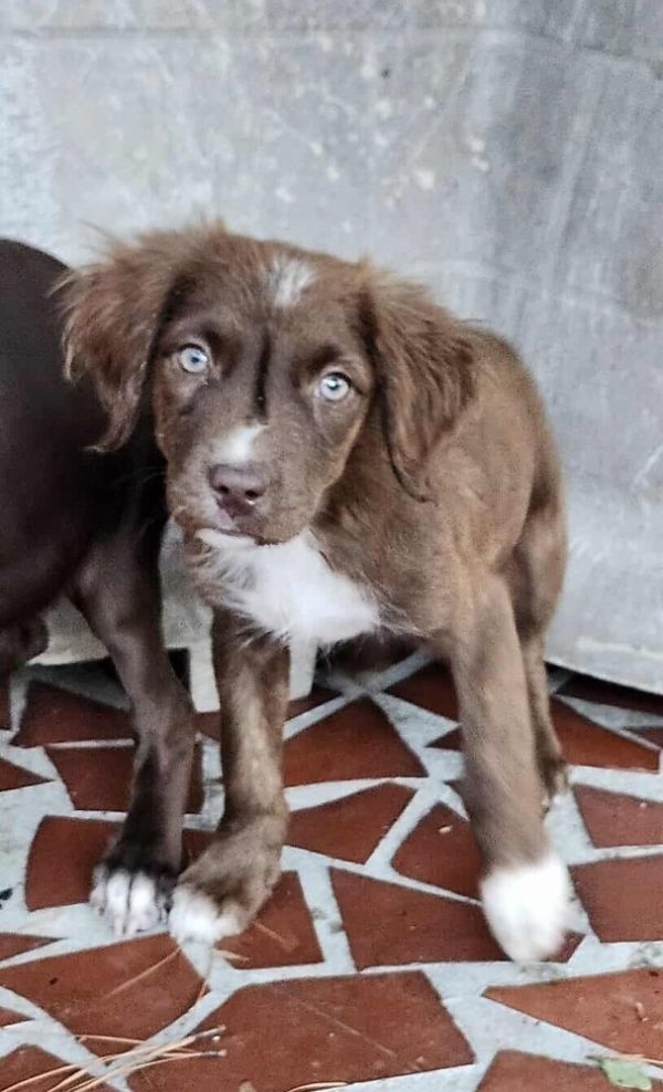 Pepper Crew  Serrano thumbnail 4