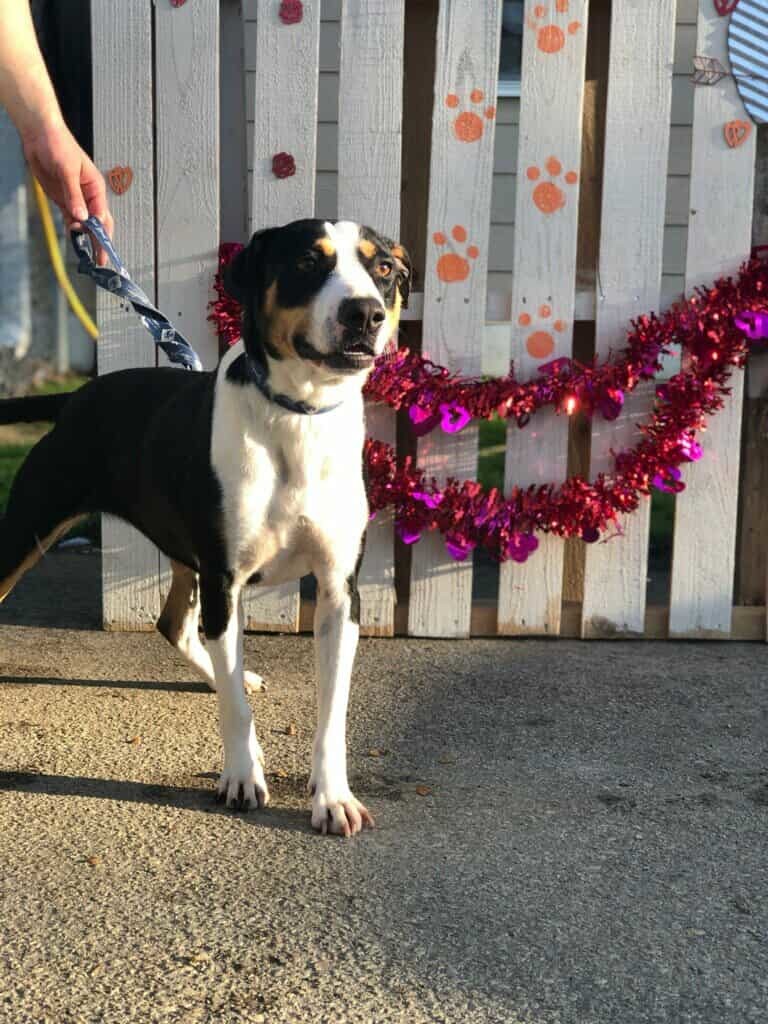 Winter, an adoptable Entlebucher, Bernese Mountain Dog in Orangeburg, SC, 29118 | Photo Image 1