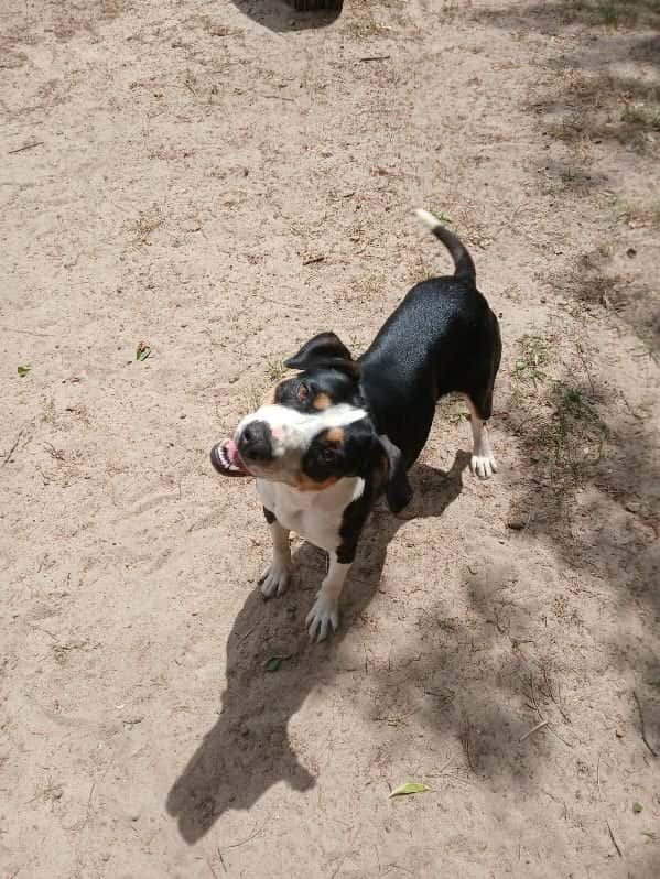 Winter, an adoptable Entlebucher, Bernese Mountain Dog in Orangeburg, SC, 29118 | Photo Image 2