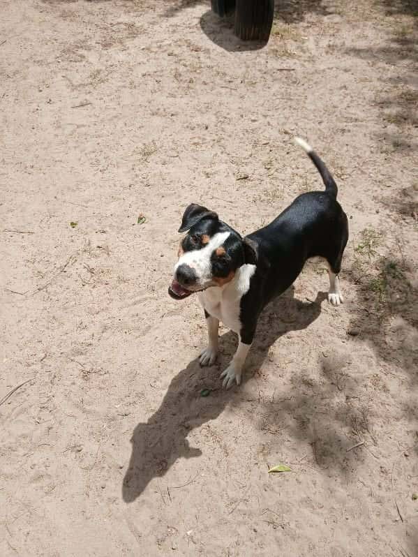 Winter, an adoptable Entlebucher, Bernese Mountain Dog in Orangeburg, SC, 29118 | Photo Image 3