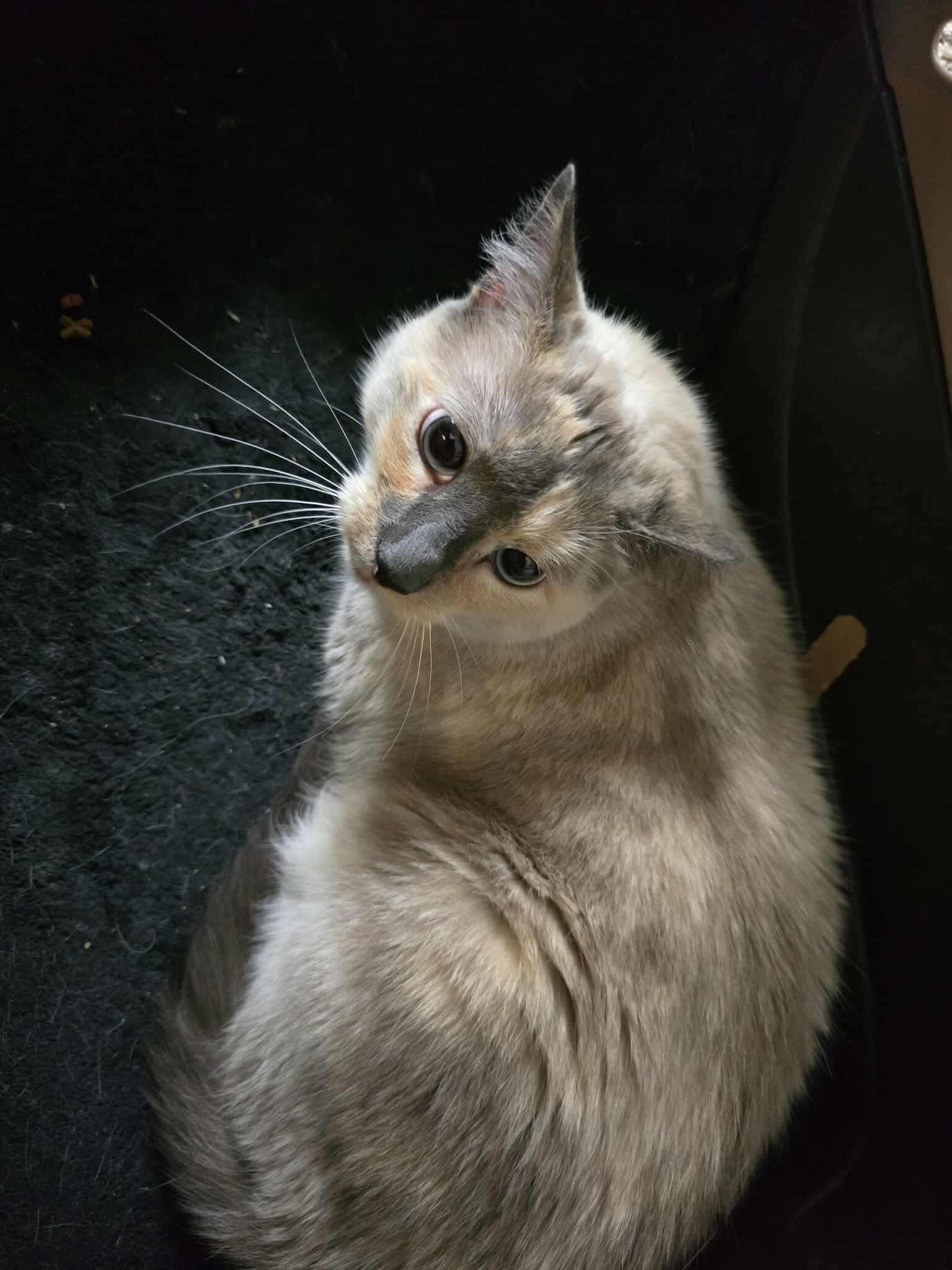 ANGELINA