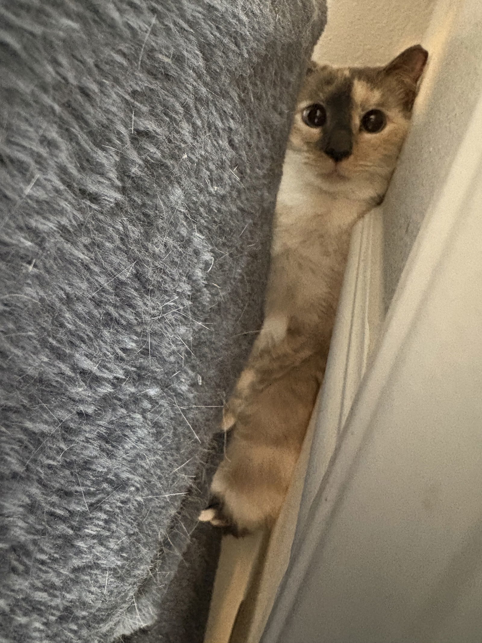 ANGELINA