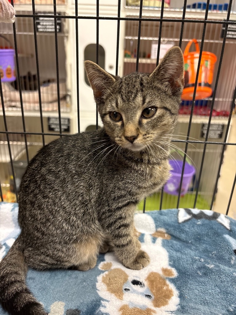 Double Tree (Love Grove)