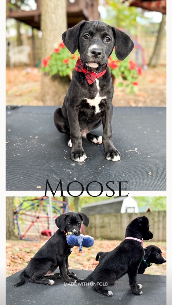 Moose