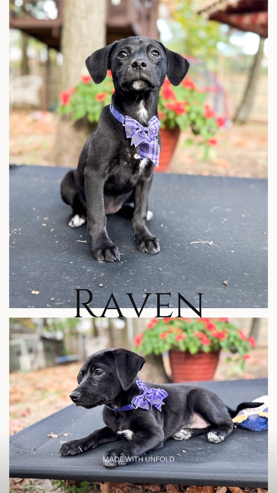 Raven