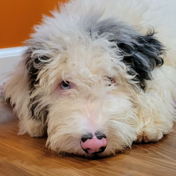 Bo
