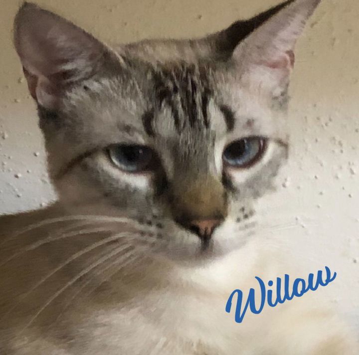 Willow #bonded-to-Raven 1