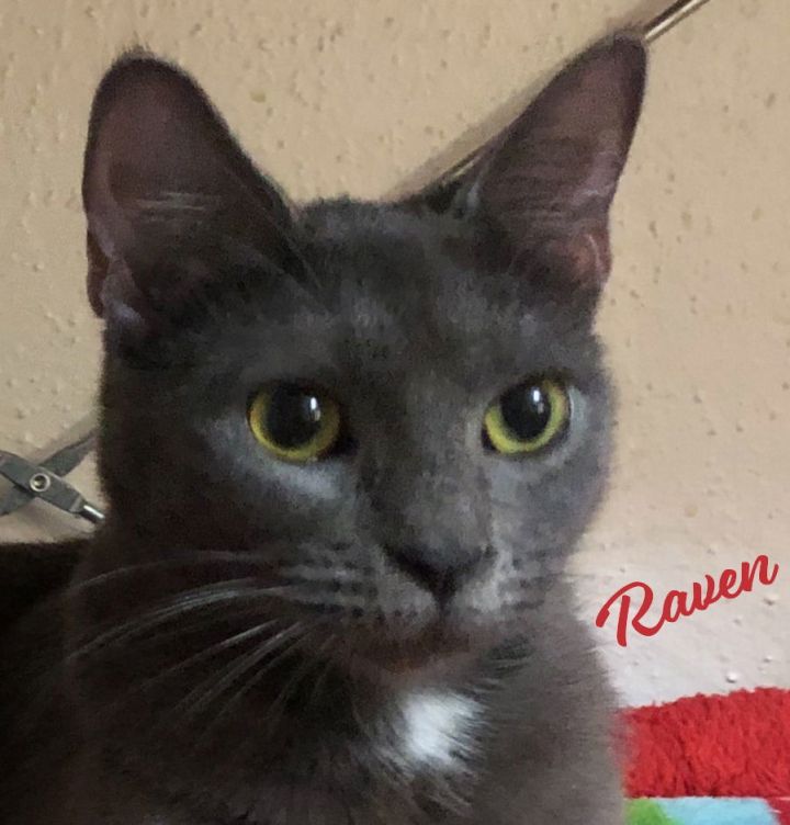 Raven #bonded-to-Willow 1