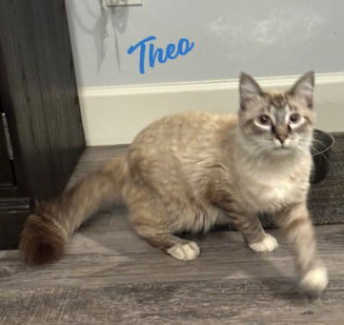 Theo Friendly&amp;fluffy