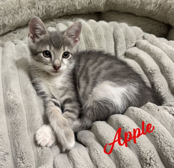 Apple #sister-of-Banana