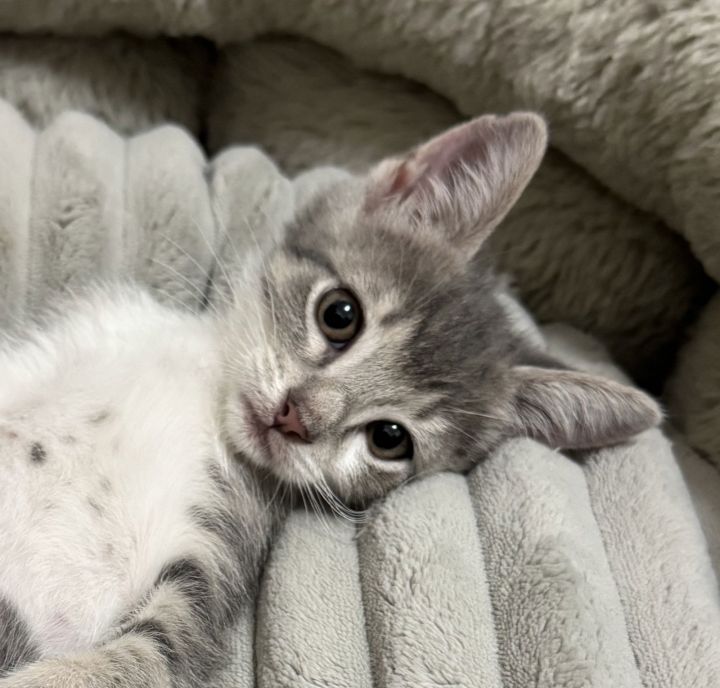 Apple #sister-of-Banana 2