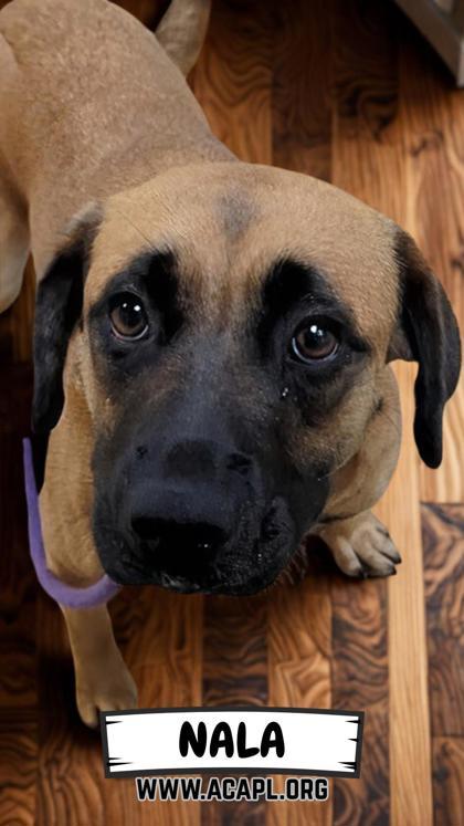 Nala 2