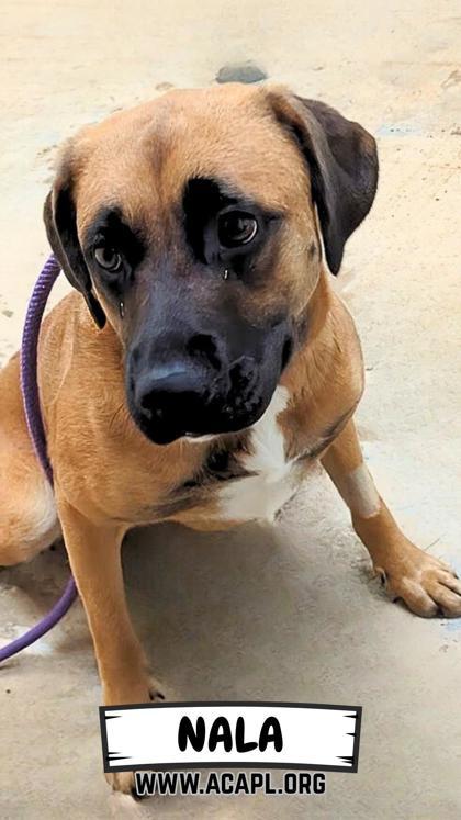 Nala 3