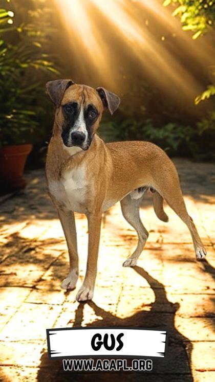Gus 2