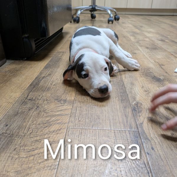 Mimosa thumbnail 4