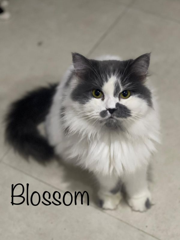 Blossom