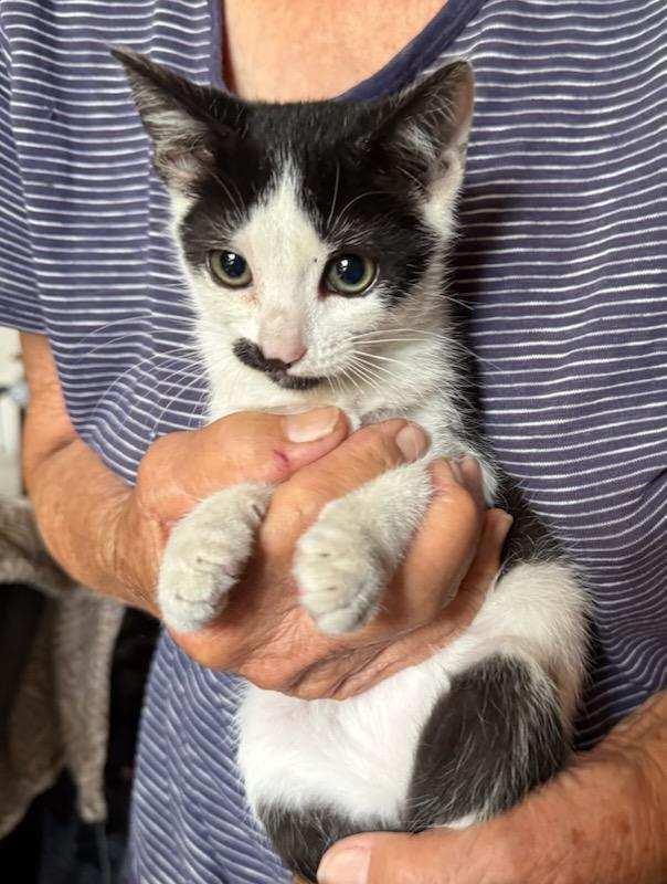 amber, an adoptable Domestic Short Hair in Bend, OR, 97701 | Photo Image 1