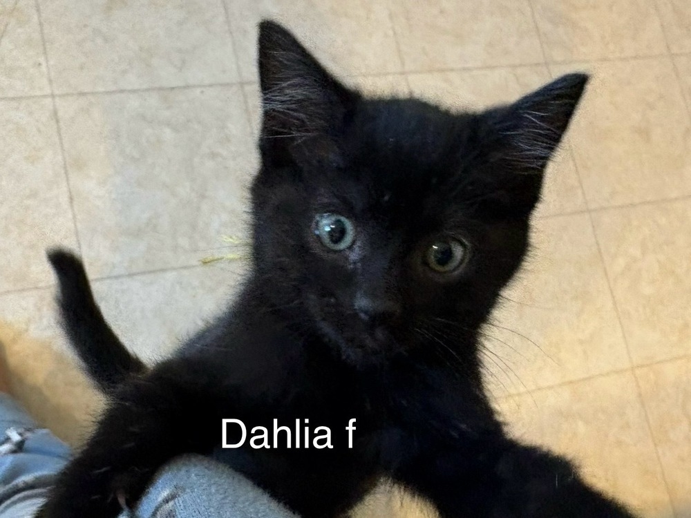 Dahlia, an adoptable Domestic Short Hair in Bend, OR, 97701 | Photo Image 1