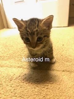Asteroid, an adoptable Domestic Short Hair in Bend, OR, 97701 | Photo Image 1