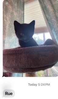 Rue, an adoptable Domestic Short Hair in Bend, OR, 97701 | Photo Image 1