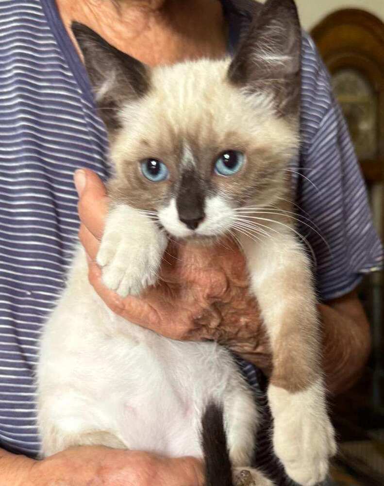 Bandit, an adoptable Domestic Short Hair in Bend, OR, 97701 | Photo Image 1