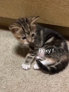 Roxy, an adoptable Domestic Short Hair in Bend, OR, 97701 | Photo Image 1