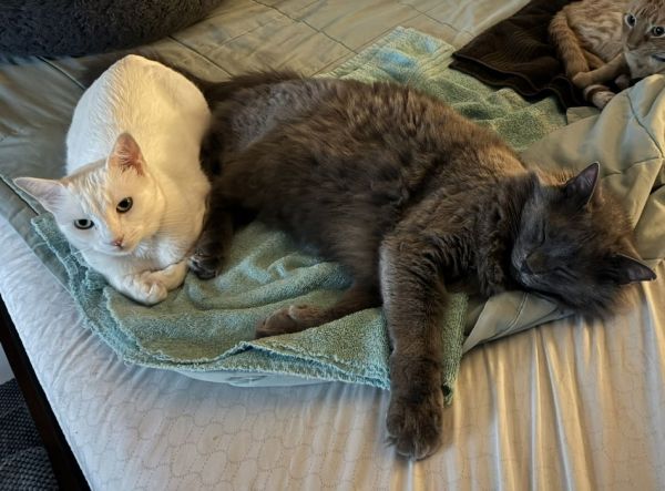 Finn And Lilla