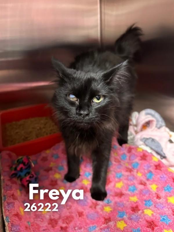 Freya