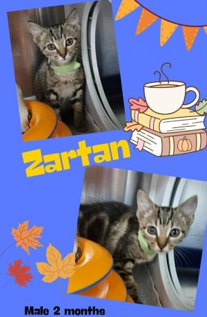 Zartan