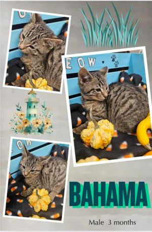 Bahama