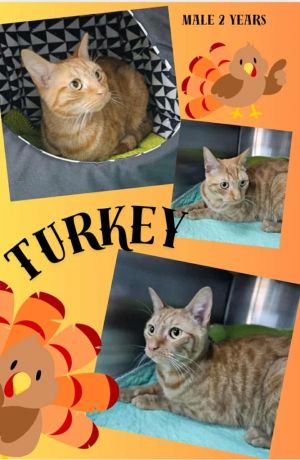 Turkey aka Simba